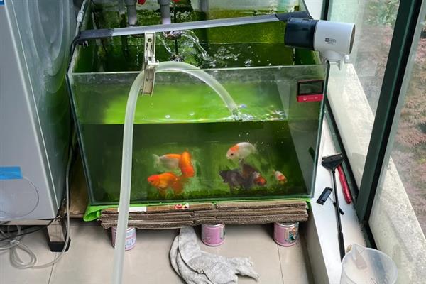 锦鲤侧翻但未死亡怎么处理，环境不适可静养一段时间