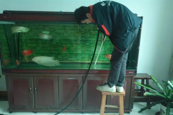 锦鲤侧翻但未死亡怎么处理，环境不适可静养一段时间