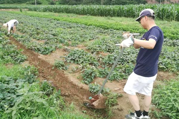 凉薯的田间管理方法，幼苗期要做好水肥的管理工作