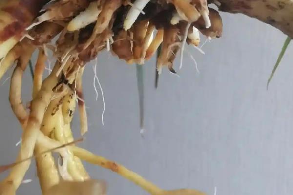 千年木怎么养殖，每周追施一次肥料
