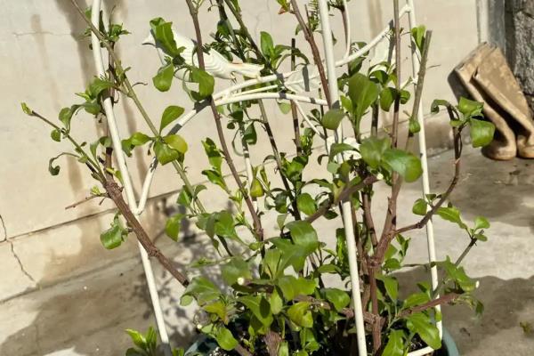 蓝雪花开完花后要不要修剪，需剪除残花、枯花和瘦弱枝等不良枝