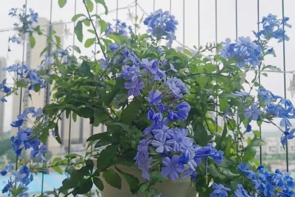蓝雪花开完花后要不要修剪，需剪除残花、枯花和瘦弱枝等不良枝