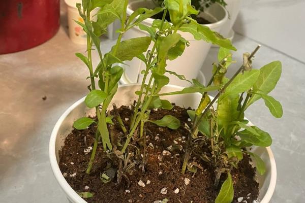 蓝雪花开完花后要不要修剪，需剪除残花、枯花和瘦弱枝等不良枝
