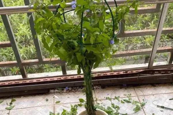 蓝雪花开完花后要不要修剪，需剪除残花、枯花和瘦弱枝等不良枝