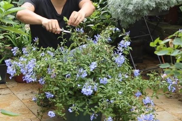 蓝雪花开完花后要不要修剪，需剪除残花、枯花和瘦弱枝等不良枝