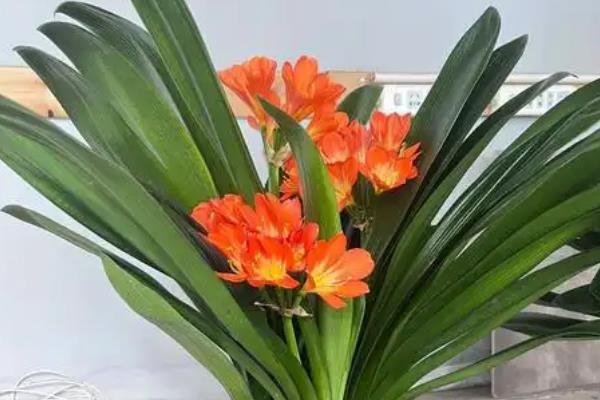 如何判断是不是君子兰，可通过叶片、花朵和根茎辨别