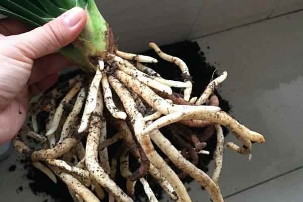 如何判断是不是君子兰，可通过叶片、花朵和根茎辨别