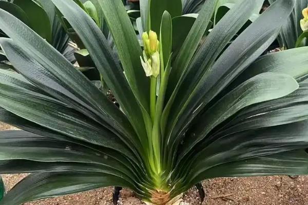如何判断是不是君子兰，可通过叶片、花朵和根茎辨别