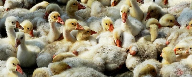 饲养雏鹅要注意什么，放在环境良好的育雏室内养护