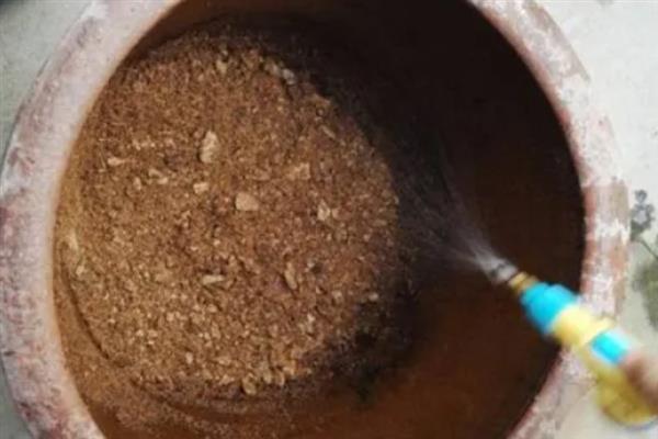 朱顶红用哪些肥料，上盆前需要在盆土里拌上基肥