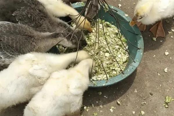 饲养雏鹅要注意什么，放在环境良好的育雏室内养护
