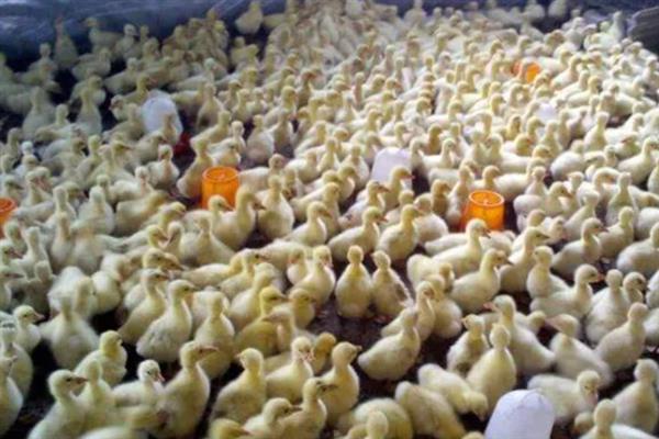 饲养雏鹅要注意什么，放在环境良好的育雏室内养护