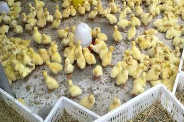 饲养雏鹅要注意什么，放在环境良好的育雏室内养护