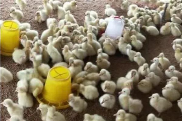 饲养雏鹅要注意什么，放在环境良好的育雏室内养护