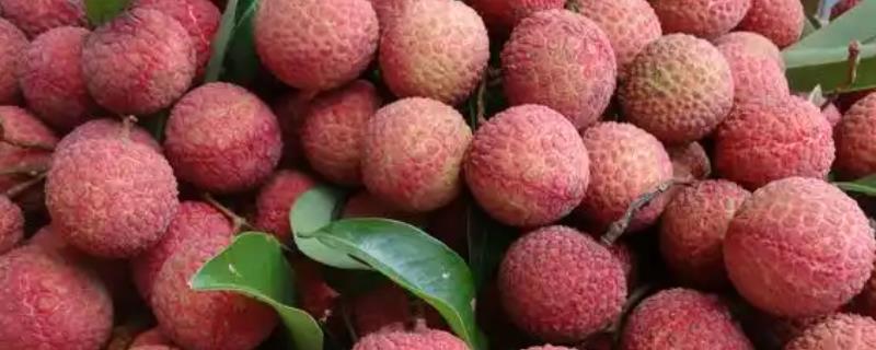玉荷包荔枝的简介，果肉厚实质脆清甜