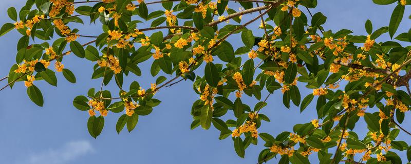 桂花枝插水里能不能存活，用生根水浸泡后可以生根