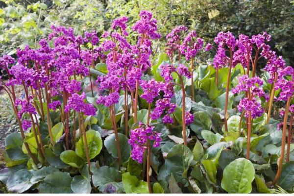 岩白菜如何种植，春夏秋三个季节均可播种