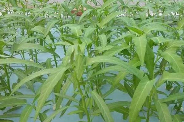 空心菜如何无土栽培，播种前需先浸种