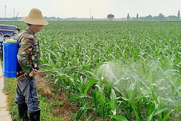 怎么防治玉米的虫害，轮作倒茬、清洁田园可减少初侵染源