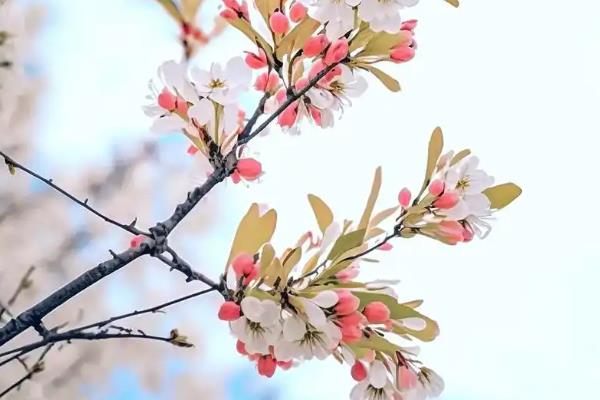 海棠花的寓意是什么，寓意苦恋、顽强不倒等