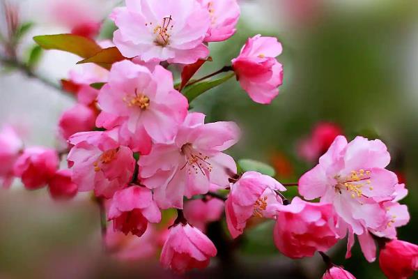 海棠花的寓意是什么，寓意苦恋、顽强不倒等