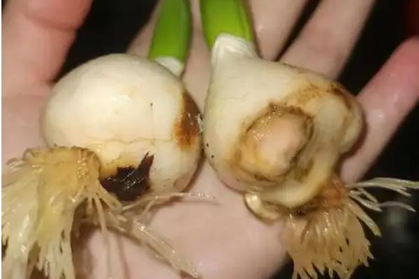 郁金香茎短花小的原因，可能是品种退化或受到遗传基因的影响