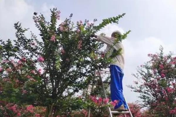 紫薇树被叫做蚊子树的原因，生长环境较湿润会吸引蚊虫上树栖息