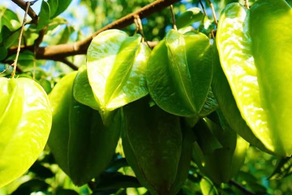 杨桃的种植技术，要挑选长势良好、无病虫害的树苗