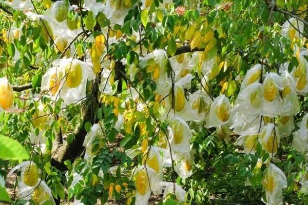 杨桃的种植技术，要挑选长势良好、无病虫害的树苗