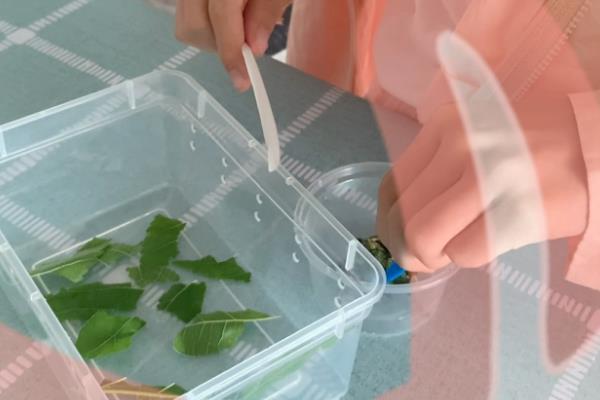 幼蚕宝宝怎么养护，要经常将纸盒中的碎渣