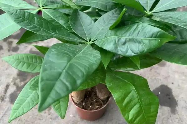 锯掉根的发财树能不能重新生根，其它部位的问题不严重可重新长根