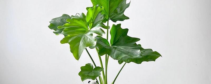 春羽有没有毒，其汁液有微毒
