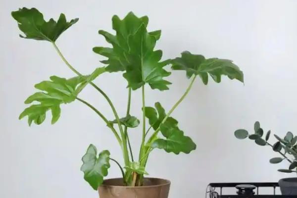 春羽有没有毒，其汁液有微毒