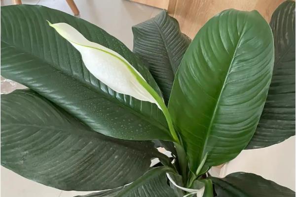 绿巨人和白掌的区别是什么，株高、枝叶和花朵均不同