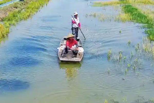 养殖龙虾的利润，一亩池塘的利润为3000元左右