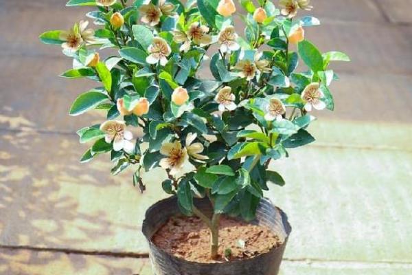 怎么养殖含笑花，秋冬季节每周浇水1-2次
