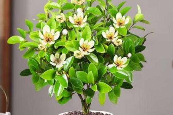 怎么养殖含笑花，秋冬季节每周浇水1-2次
