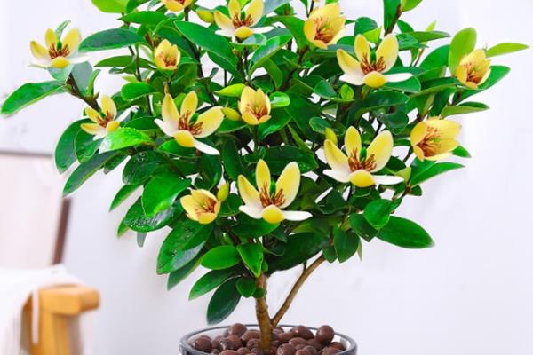怎么养殖含笑花，秋冬季节每周浇水1-2次