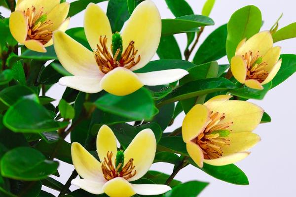 怎么养殖含笑花，秋冬季节每周浇水1-2次