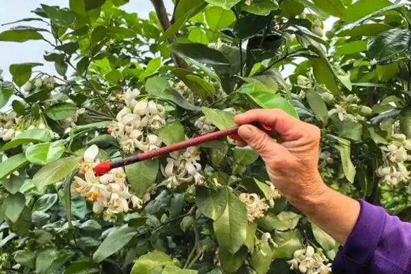 沙田柚只开花不结果的原因，可能是缺乏授粉树或花期遇不良气候