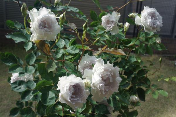 皮实好养的月季花品种，有自由精神、红色龙沙宝石等