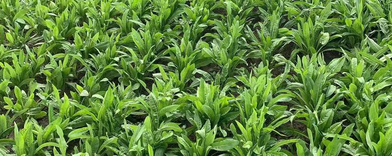 菊苣怎么管理，长出3片和5片真叶时分别间苗一次