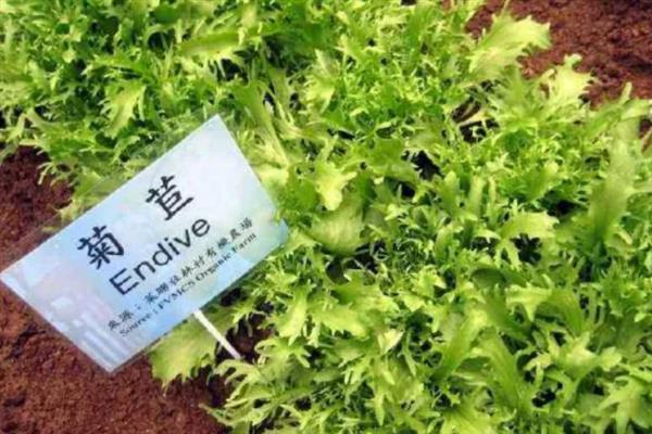 菊苣怎么管理，长出3片和5片真叶时分别间苗一次