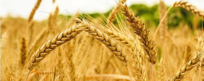中麦30小麦品种的特性，属半冬性品种