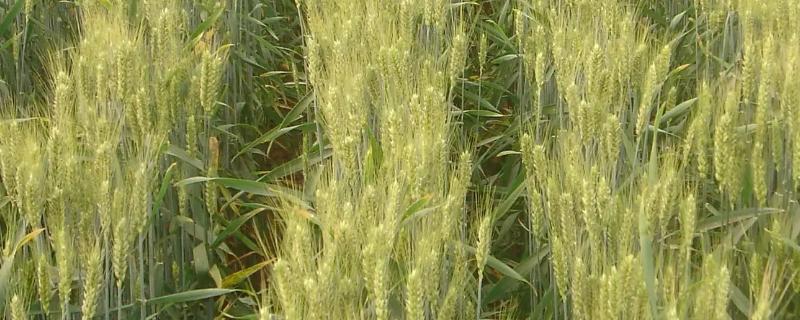 鄂麦026小麦种简介，生育期193.2天
