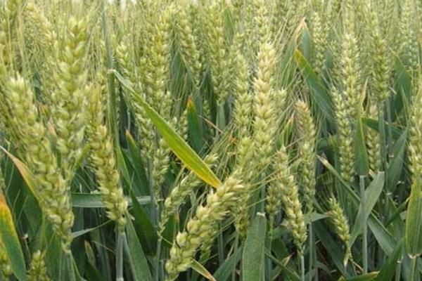 尊农621小麦品种简介，属半冬性品种