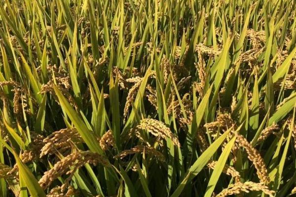 志两优332水稻种简介，每亩有效穗数17.0万穗