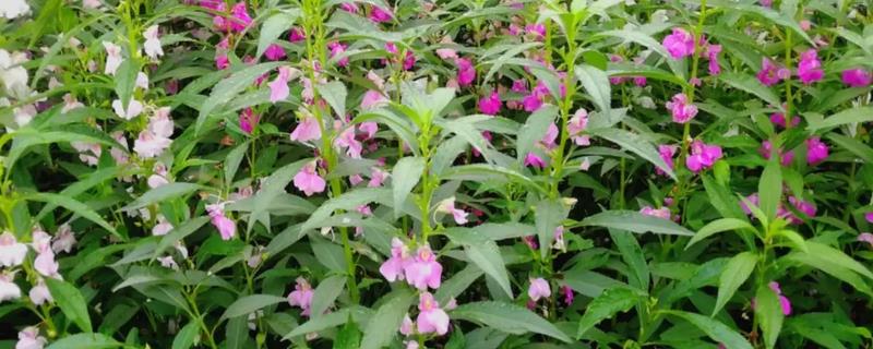 凤仙花怎么染指甲，花瓣中添加一点明矾会让颜色更红