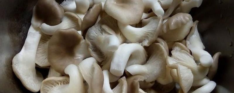 长毛的凤尾菇能不能吃，继续食用可能会中毒
