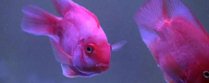 鹦鹉鱼眼睛发红的原因，可能是水质水温或基因变异等